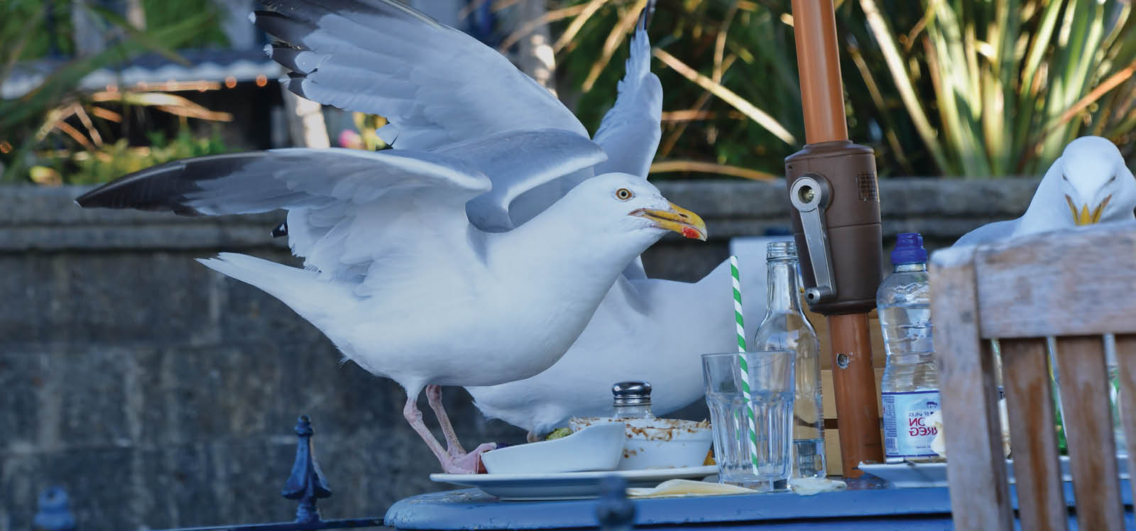 how to get rid of seagulls 